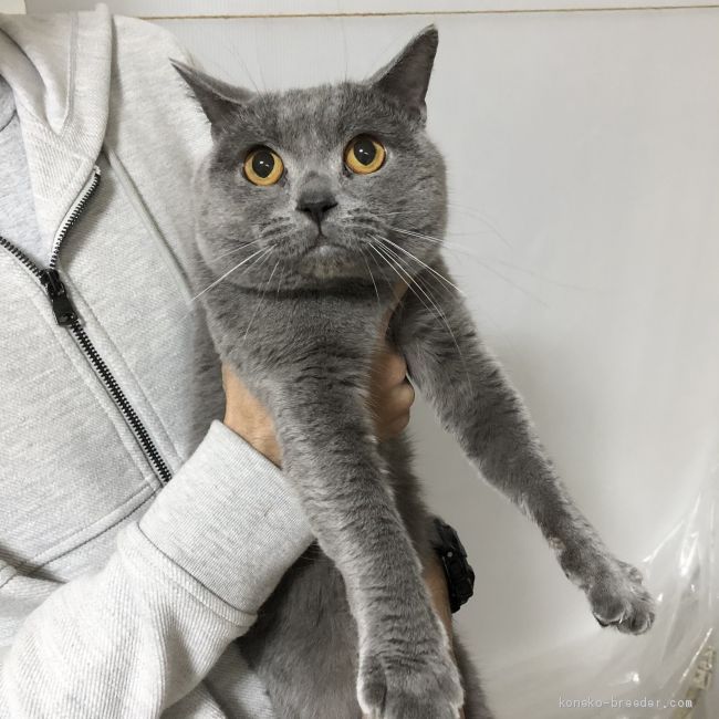 シャルトリュー【・男の子・2016年1月15日・ブルー】