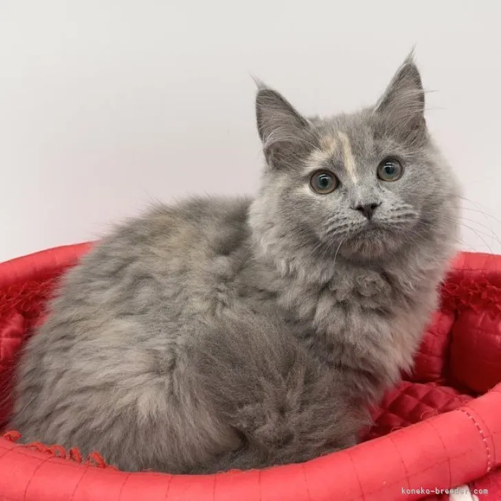 ID：2301-02285の子猫
