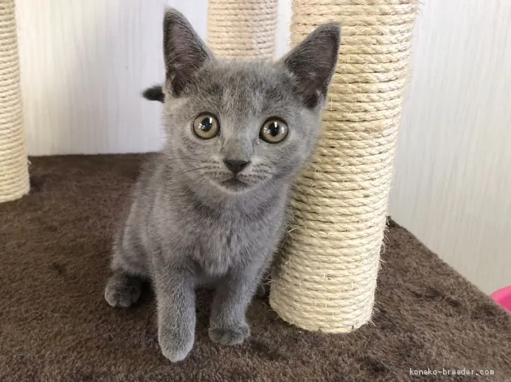 ID:2009-01492の子猫