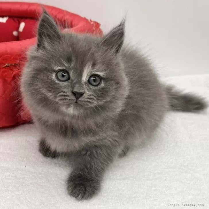 ID:2403-01603の子猫