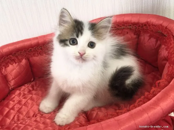 ID：2103-01399の子猫