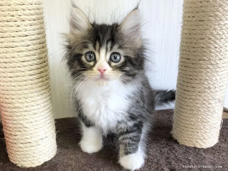 ID：2204-01009の子猫