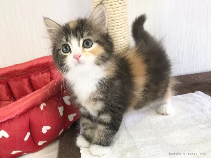 ID：2106-02037の子猫