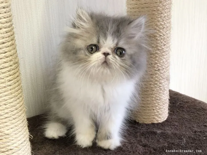 ID:2204-01772の子猫