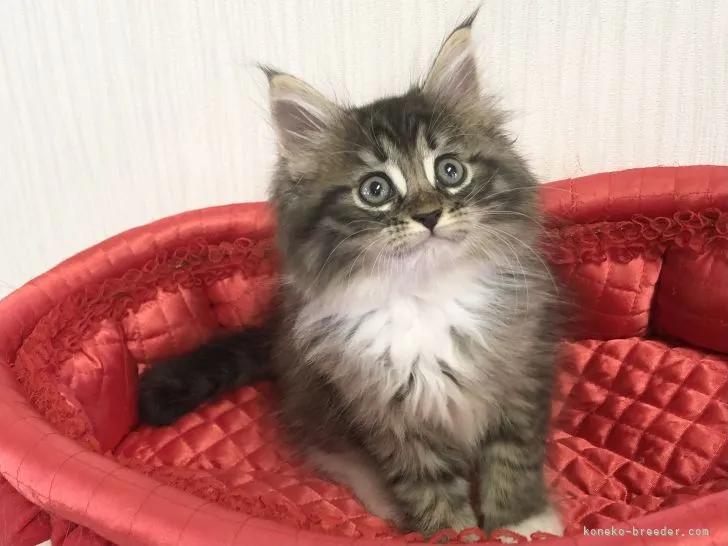 ID:2109-01990の子猫
