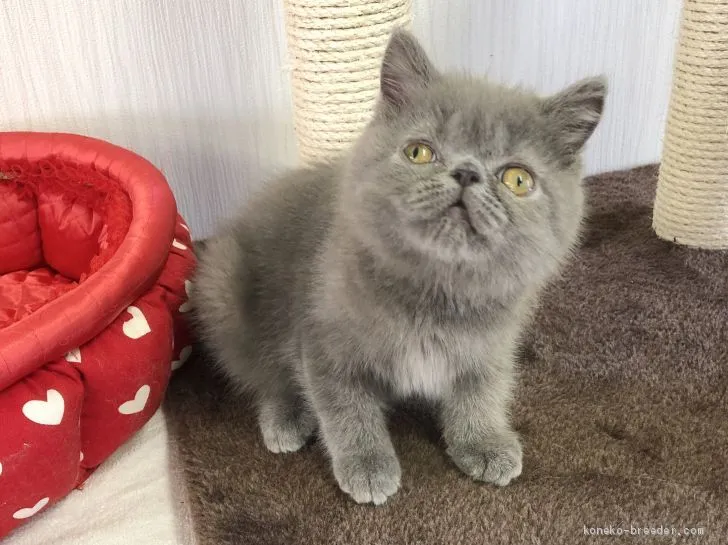 ID：2009-01755の子猫