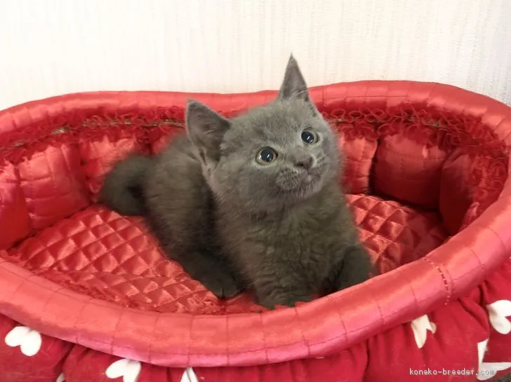 ID：2008-00645の子猫