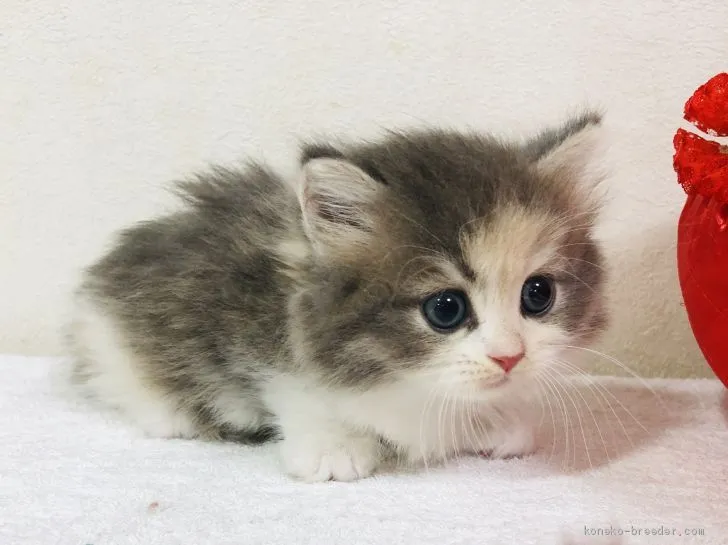 ID:2006-00554の子猫