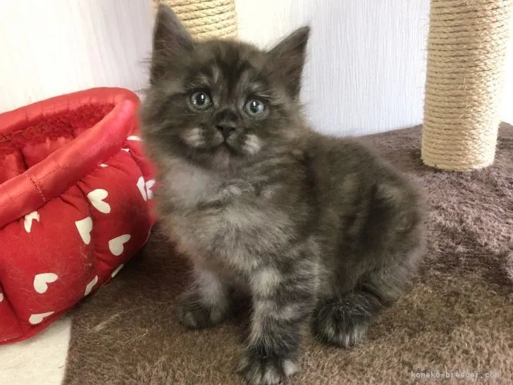 ID:2110-00879の子猫