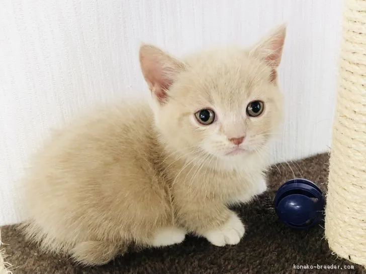 ID：2101-01431の子猫