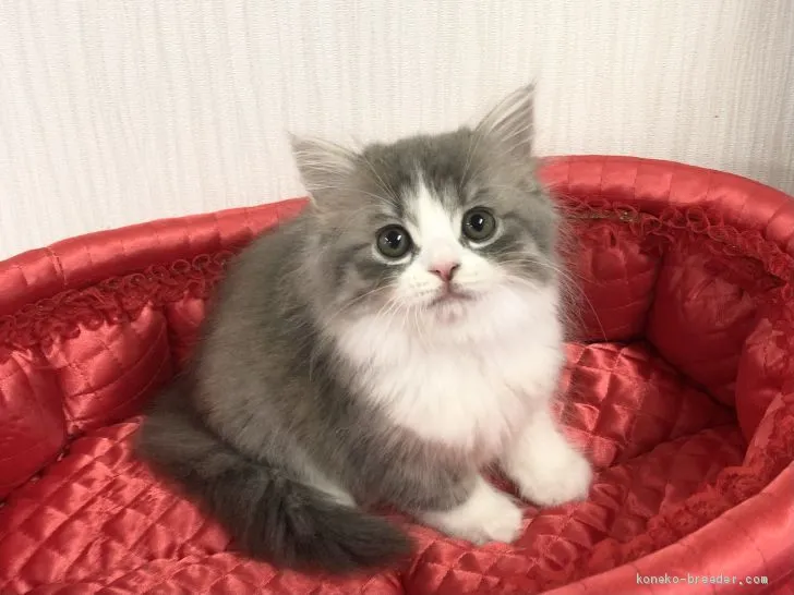 ID：2011-00082の子猫
