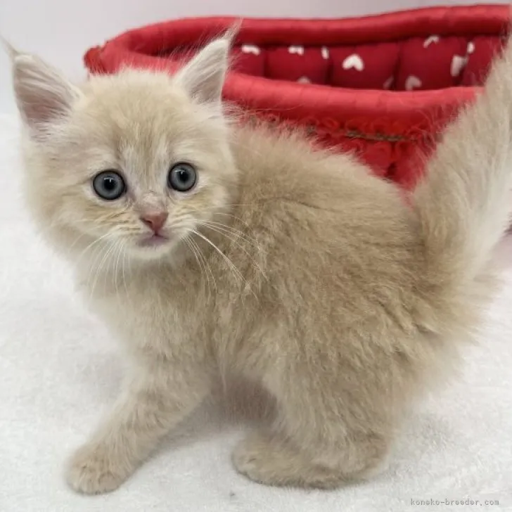 ID：2312-01189の子猫
