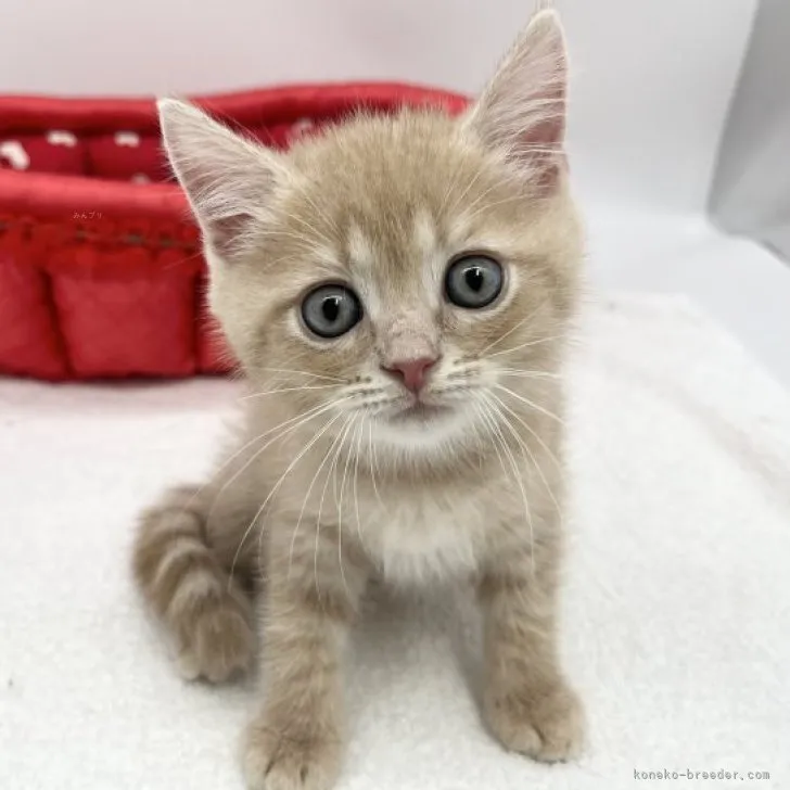 ID:2309-00466の子猫