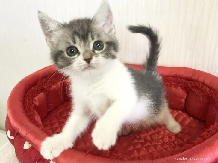 ID:2204-01006の子猫