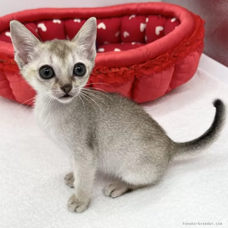 ID:2408-01204の子猫