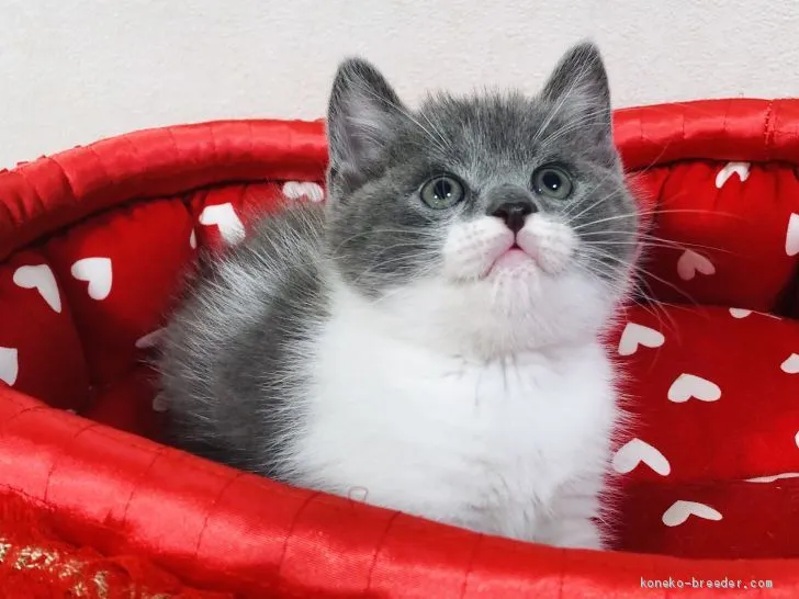 ID:2006-00341の子猫