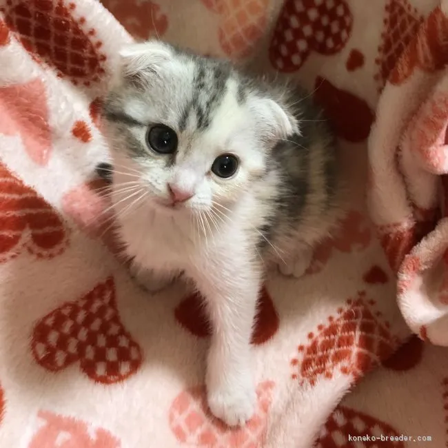 ID:2005-00066の子猫