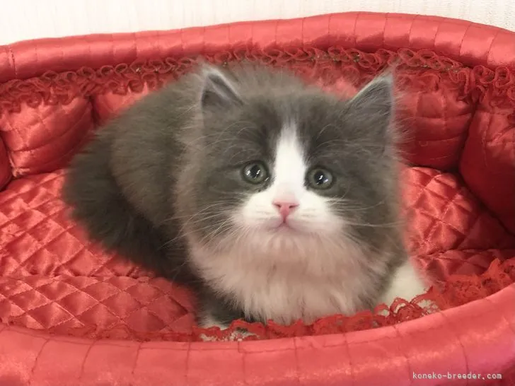 haru 様のお迎えした子猫