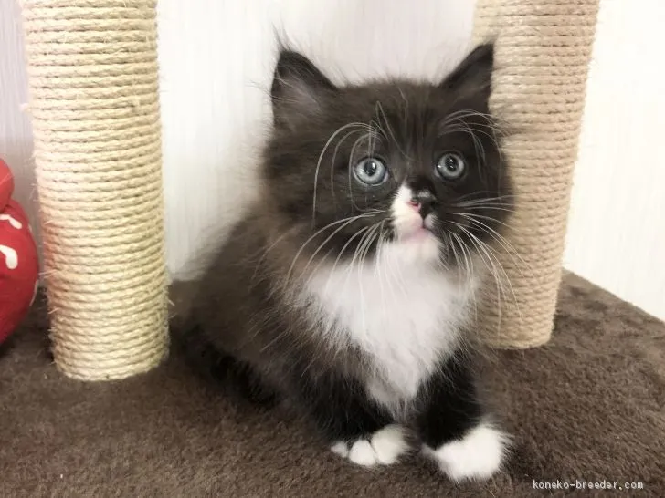 ID:2102-00040の子猫