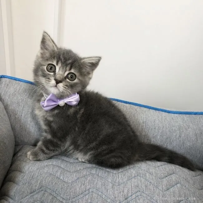 ID:2004-02176の子猫