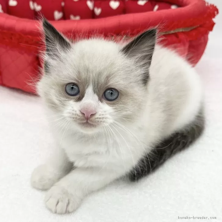 ID：2404-00464の子猫