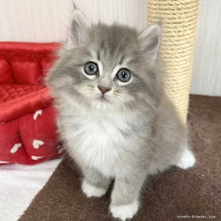 ID:2304-02820の子猫