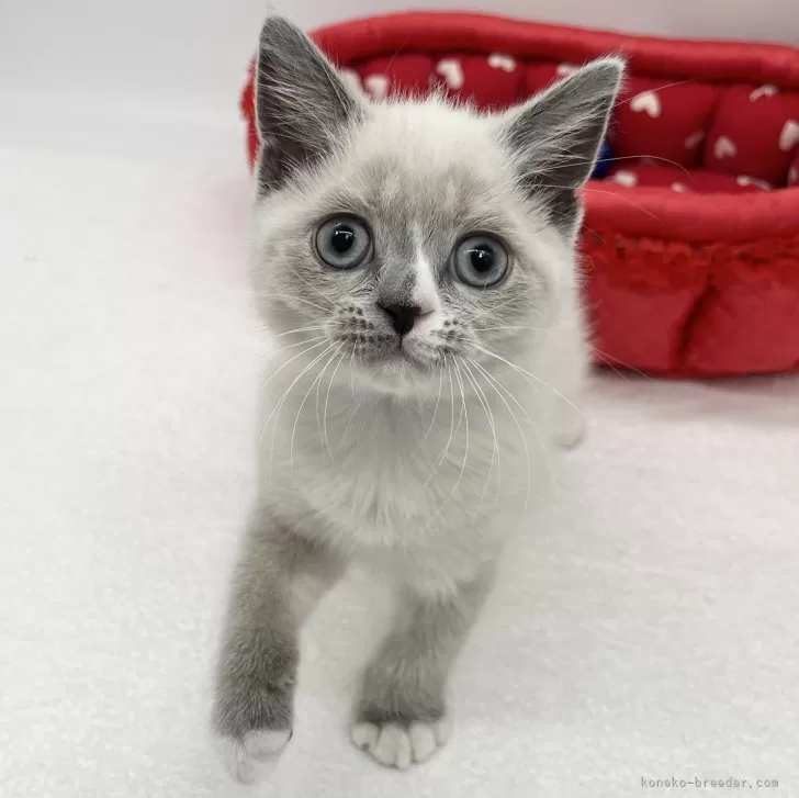 ID：2407-02499の子猫