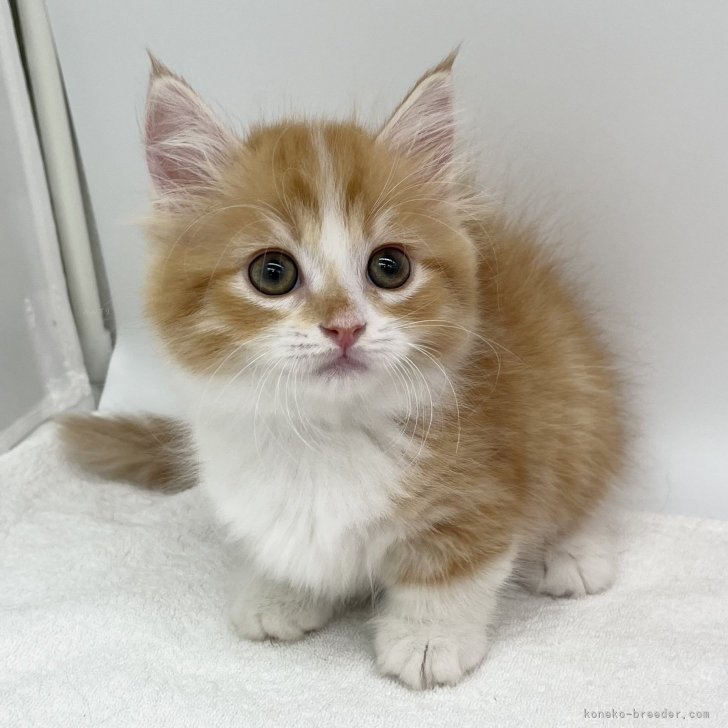 短毛シュシュ(オレンジ①)わんちゃん猫ちゃん用 短毛シュシュ、(パープル)わんちゃん猫ちゃん用