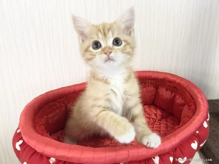 ID：2010-01163の子猫