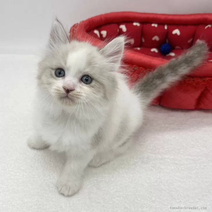 ID:2409-00987の子猫