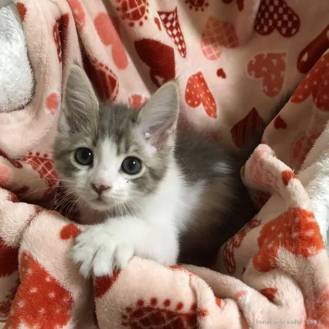 ID:2005-00360の子猫