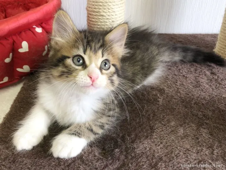 ID：2204-01001の子猫