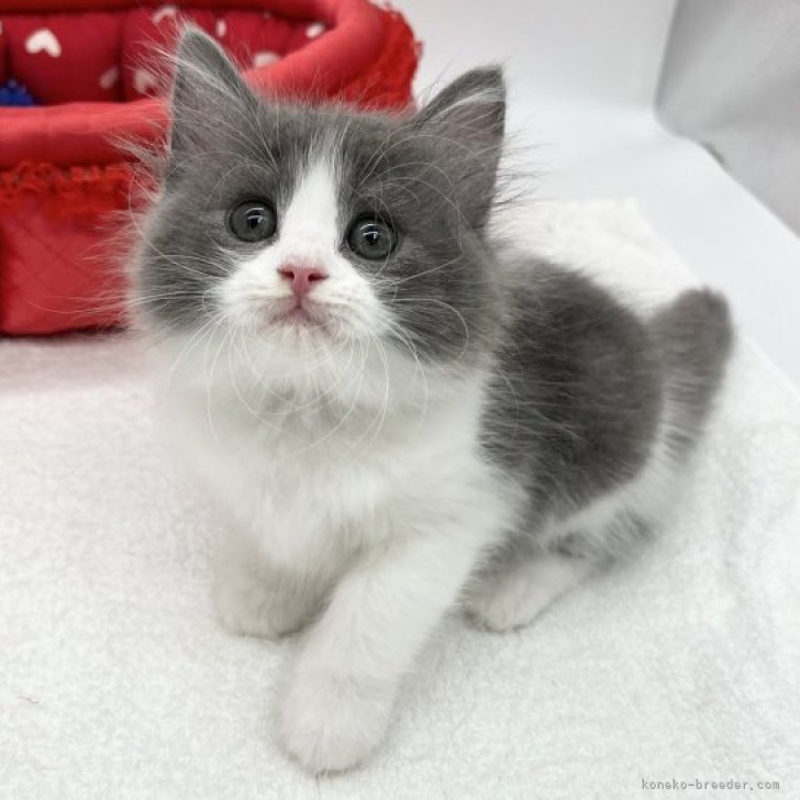 パープル猫様 パープル猫様 パープル猫 パープル猫様 楽天市場】ライブディオ