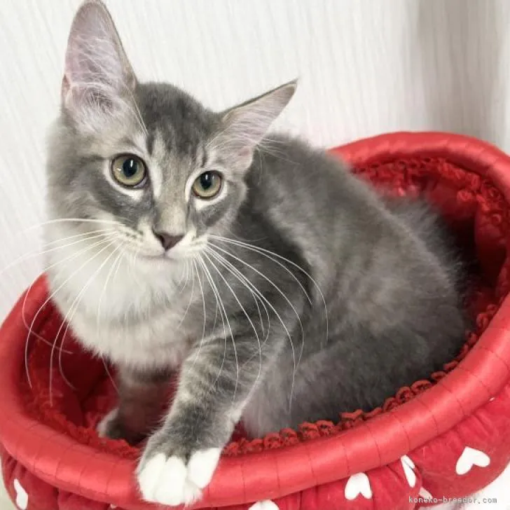 さーちゃん 様のお迎えした子猫