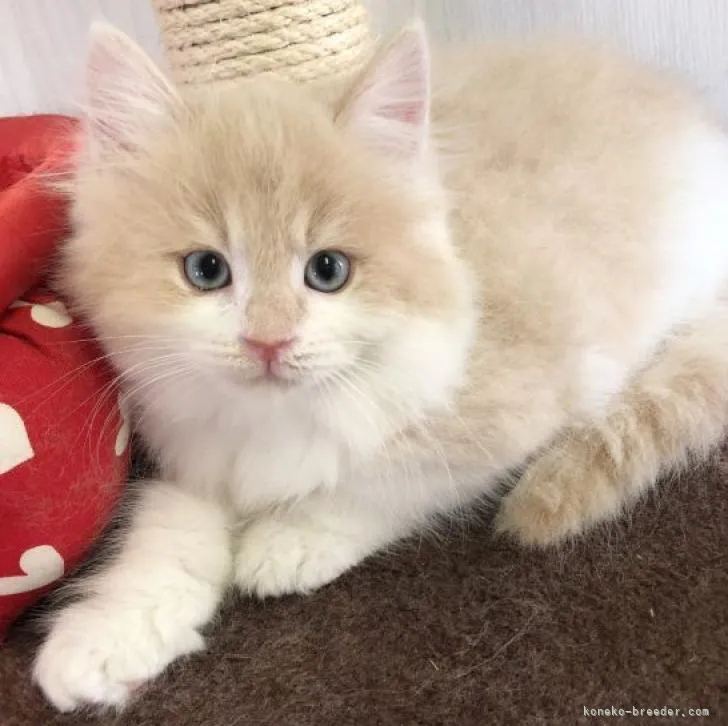 ID：2206-02285の子猫