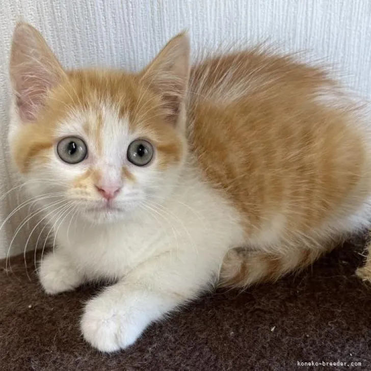 ID：2210-02402の子猫