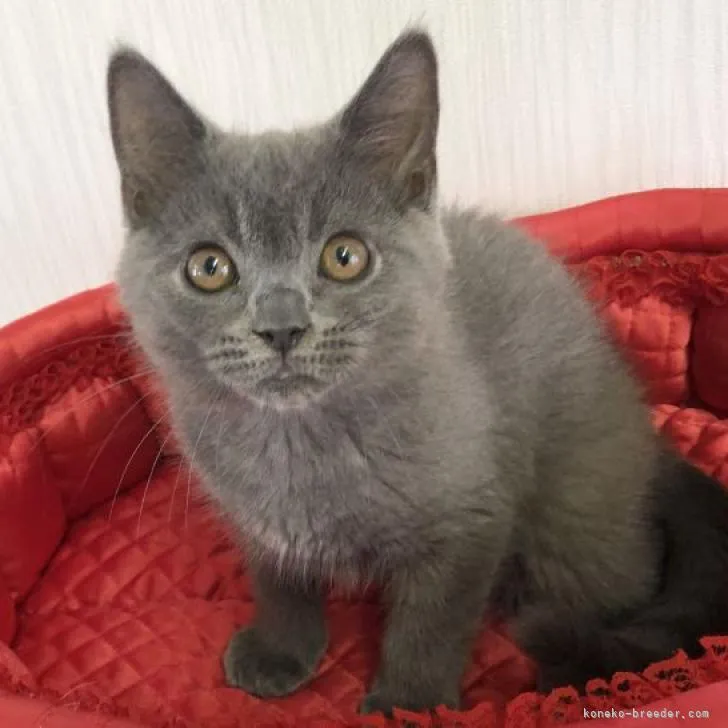 ID：2206-02288の子猫