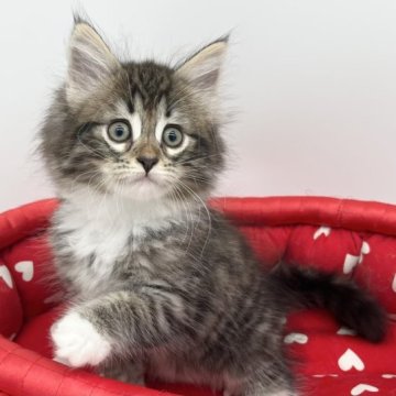 ノルウェージャンフォレストキャット【愛知県・女の子・2023年4月19日・ブラウンタビー&ホワイト】の写真「パッチリおめめ✨」