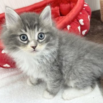 ノルウェージャンフォレストキャット【愛知県・男の子・2023年1月25日・ブルータビー&ホワイト】の写真「元気いっぱい！！」