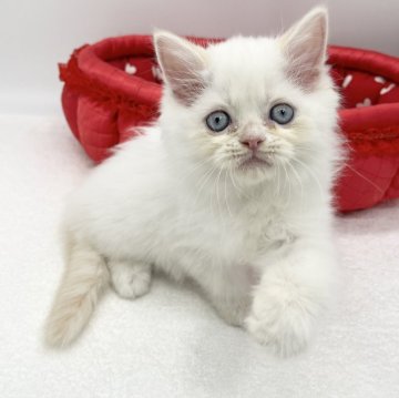 ミヌエット(長足)【愛知県・男の子・2024年4月17日・クリームポイント&ホワイト（ロングヘアー）】の写真「ふわふわロングヘアー💫」