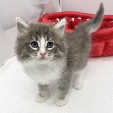 ノルウェージャンフォレストキャット【愛知県・男の子・2024年6月19日・ブルータビー&ホワイト】の写真「人気の大型猫ちゃん✨」