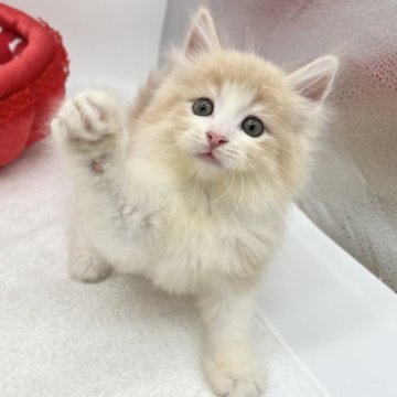 ノルウェージャンフォレストキャット【愛知県・男の子・2023年5月10日・クリームタビー&ホワイト】の写真「やさしいクリームカラー♪」