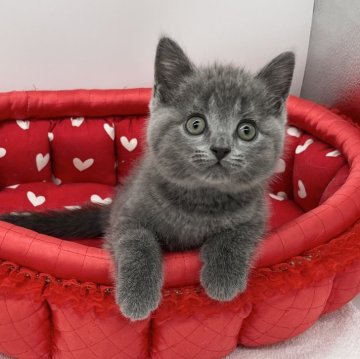 ブリティッシュショートヘア【愛知県・男の子・2024年5月8日・ブルー】の写真「遊び好き♬*°」