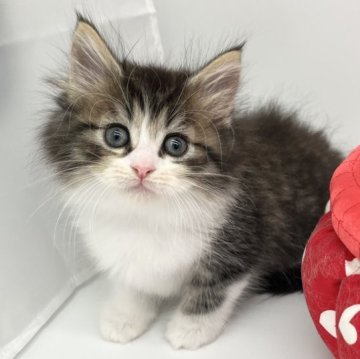 ノルウェージャンフォレストキャット【愛知県・男の子・2023年3月29日・ブラウンタビー&ホワイト】の写真「可愛い子🩵」