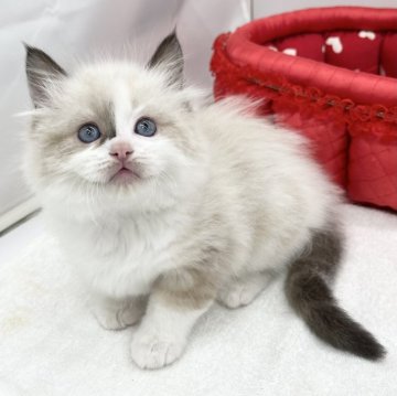 ラグドール【愛知県・男の子・2023年10月25日・シールポイントバイカラー】の写真「ふわふわさん🫧」
