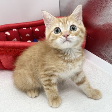 ミヌエット(長足)【愛知県・男の子・2024年6月6日・レッドタビー】の写真「大きなまん丸おめめ✨️」