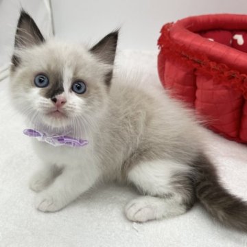 ラグドール【愛知県・男の子・2023年10月17日・シールポイントバイカラー】の写真「愛嬌たっぷり😆」