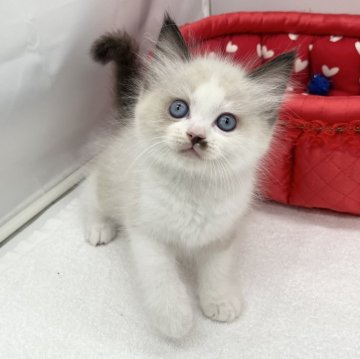 ラグドール【愛知県・女の子・2024年2月21日・シールポイントバイカラー】の写真「チャームポイントが可愛い♡♡」