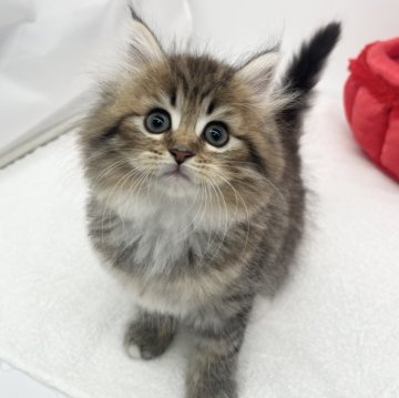 ノルウェージャンフォレストキャット【愛知県・女の子・2024年4月3日・ブラウンタビー&ホワイト】の写真「愛嬌たっぷり💕」