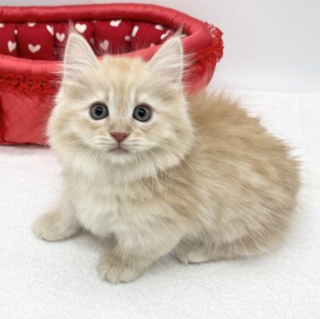 ミヌエット(短足)【愛知県・男の子・2024年1月17日・クリームタビー（ロングヘアー）】の写真「人気のクリームカラー💛」